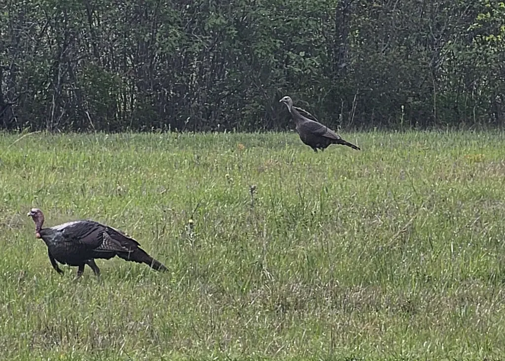 8821 Serene Drive Mccalla AL 35111