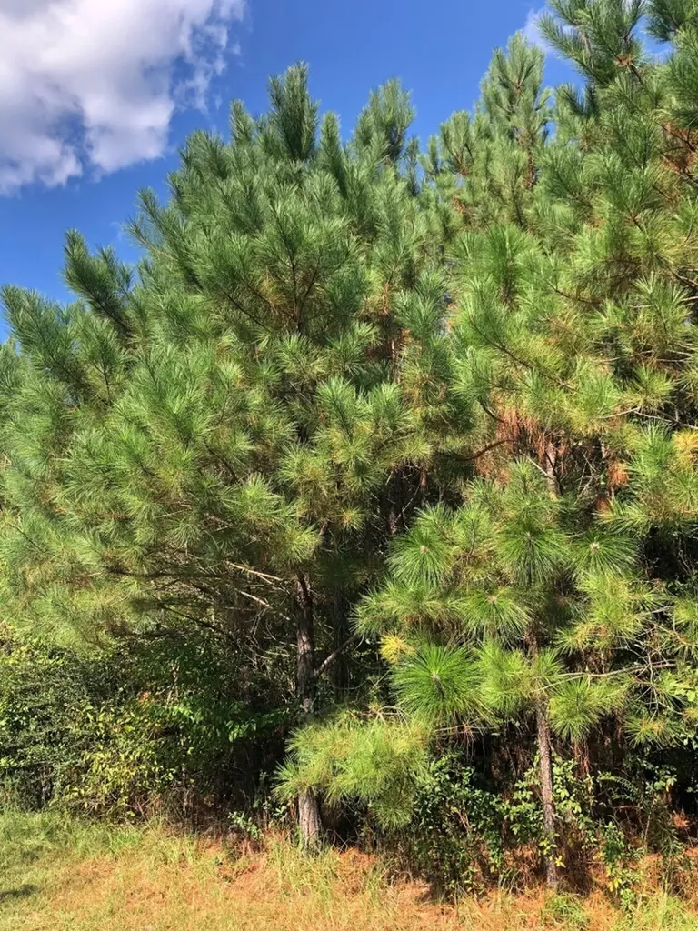 817 Wiggins Road Evergreen AL 36401