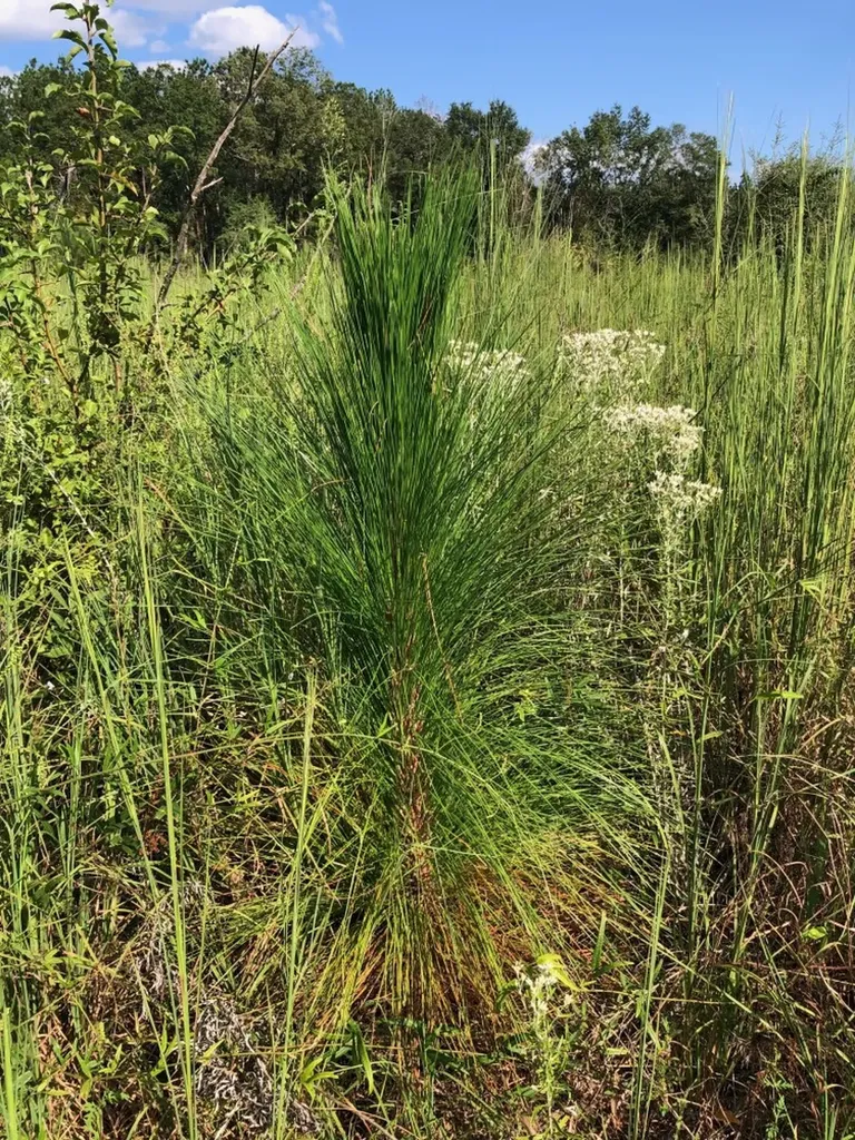 817 Wiggins Road Evergreen AL 36401