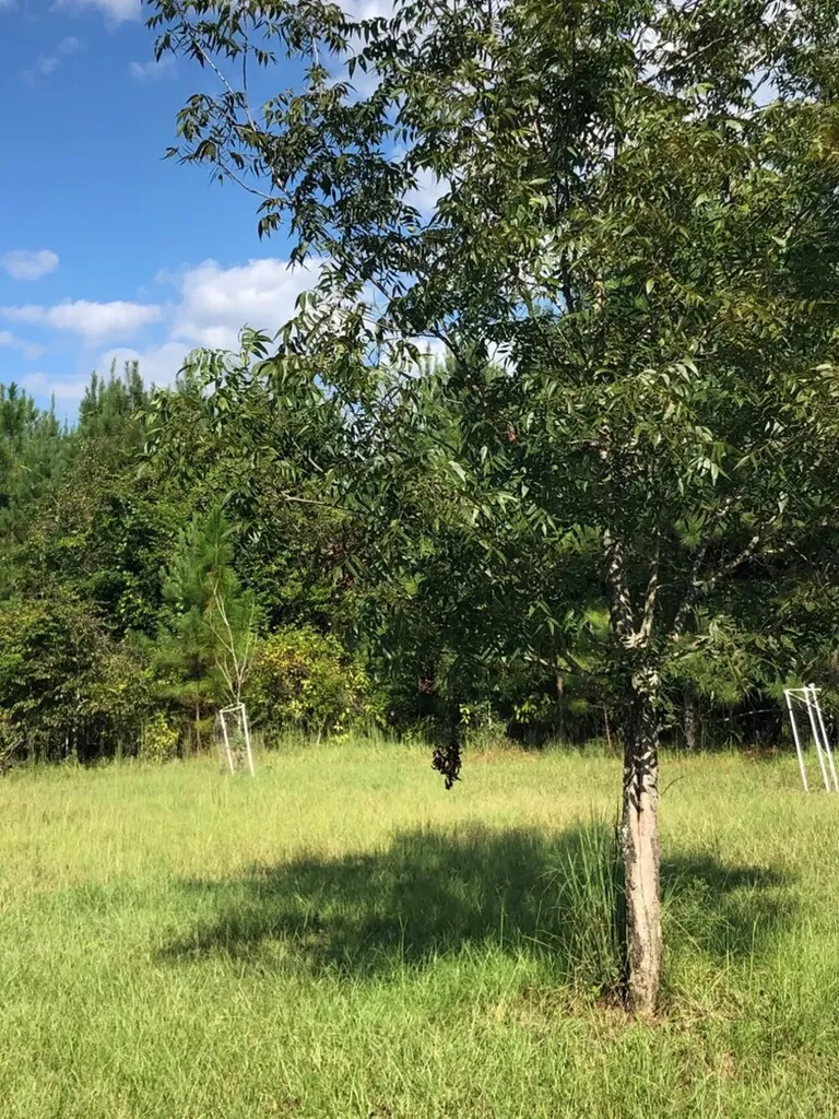 817 Wiggins Road Evergreen AL 36401