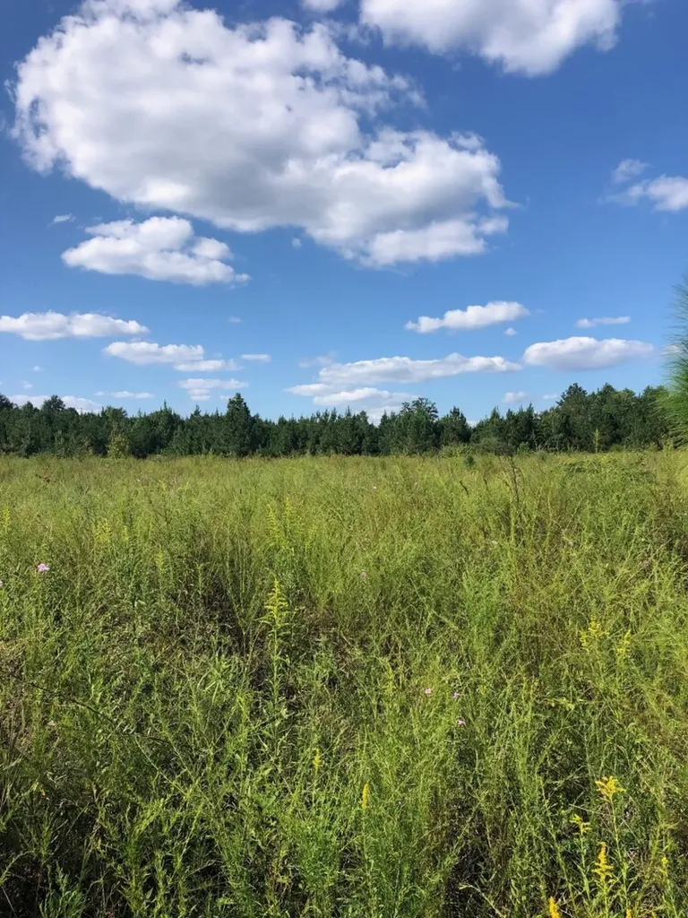 817 Wiggins Road Evergreen AL 36401