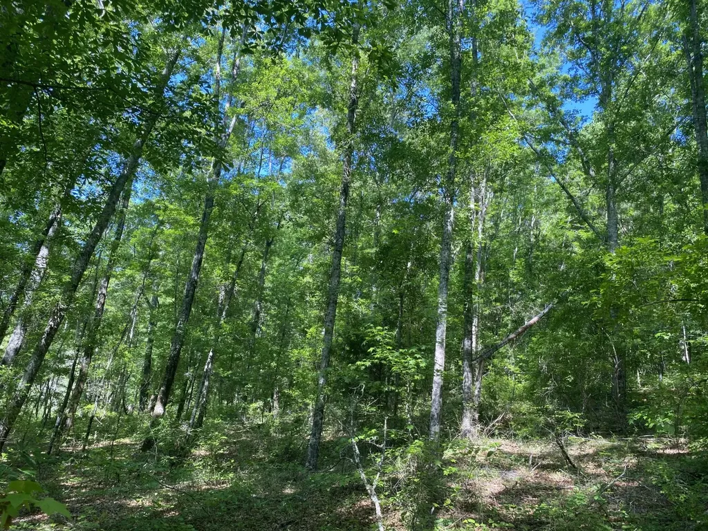 000 Surles Road Lapine AL 36046