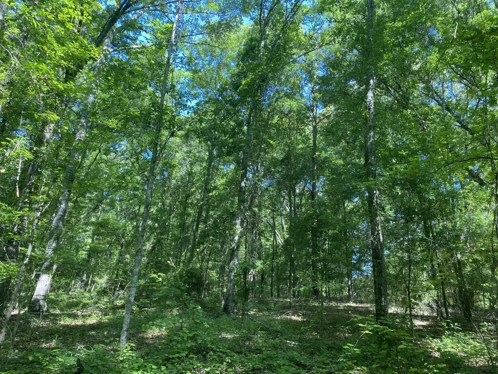 000 Surles Road Lapine AL 36046