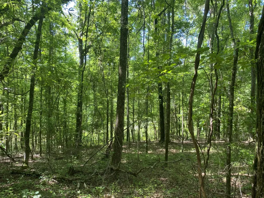 000 Surles Road Lapine AL 36046