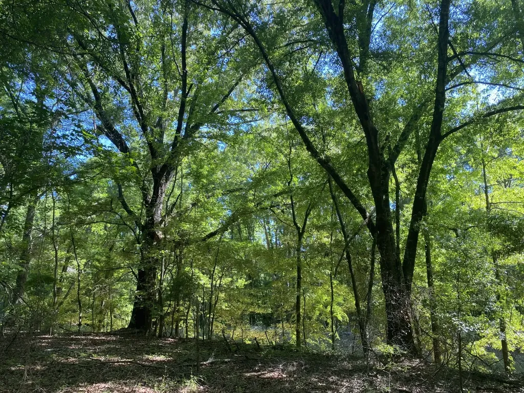 000 Surles Road Lapine AL 36046