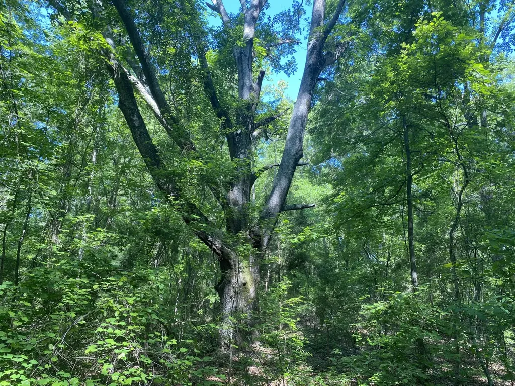 000 Surles Road Lapine AL 36046