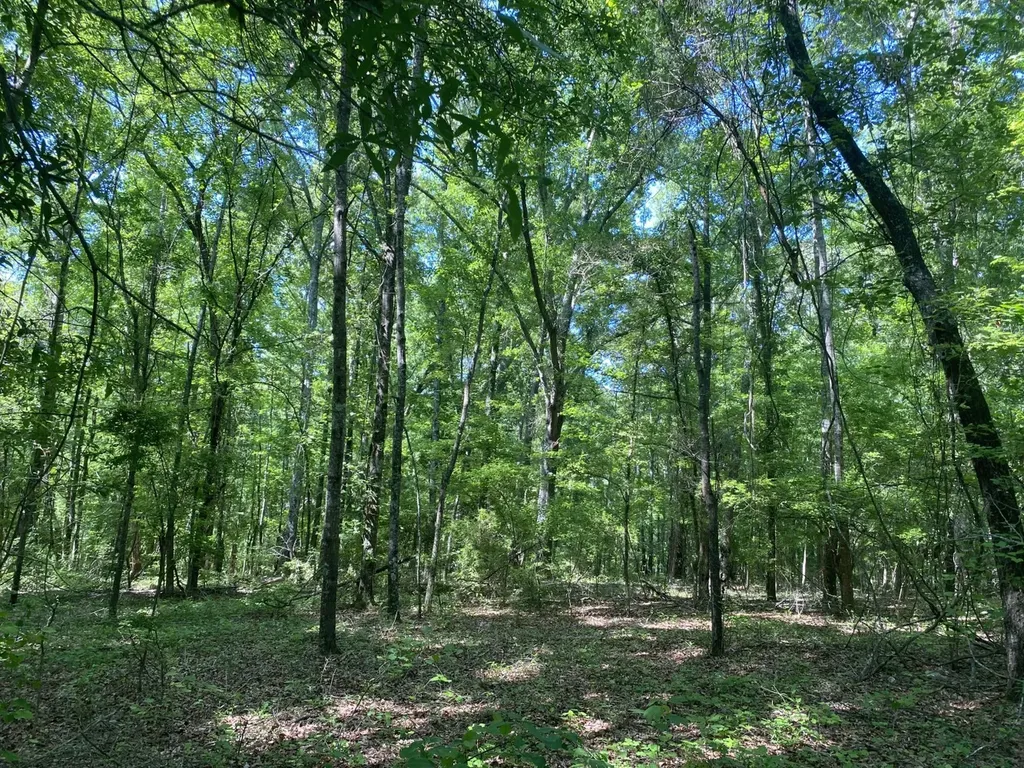 000 Surles Road Lapine AL 36046