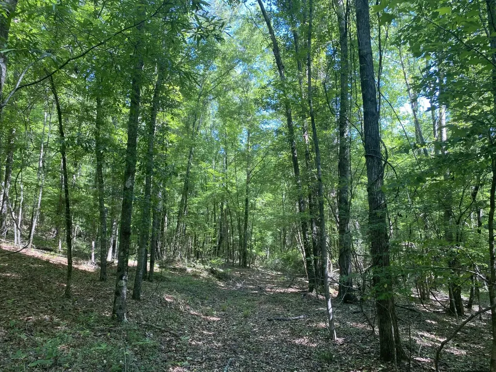 0 Surles Road Lapine AL 36046