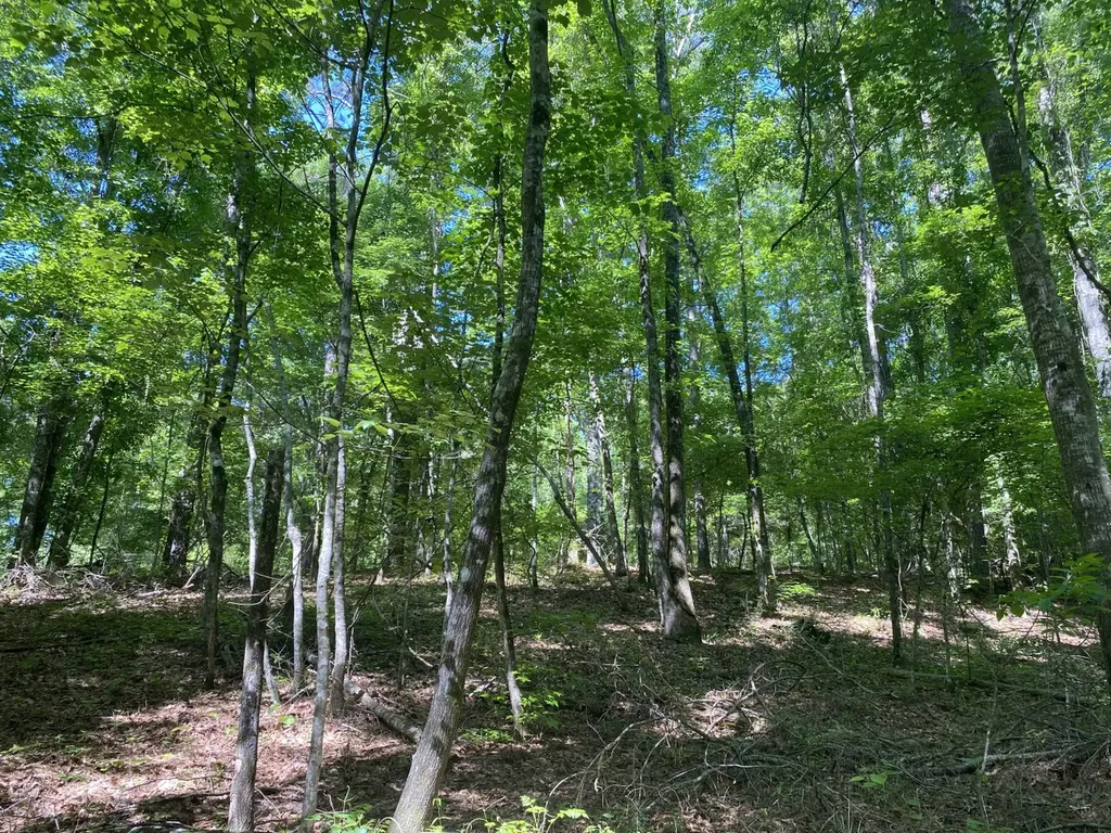 0 Surles Road Lapine AL 36046