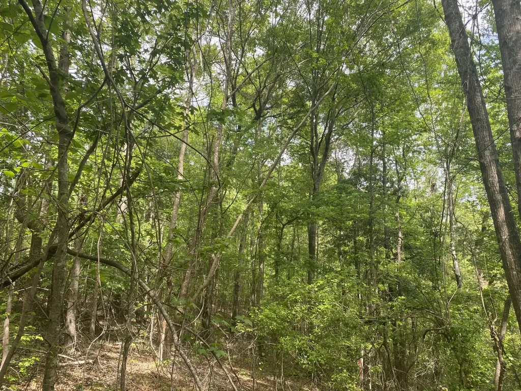 00 W Hickory Grove Road Lapine AL 36046