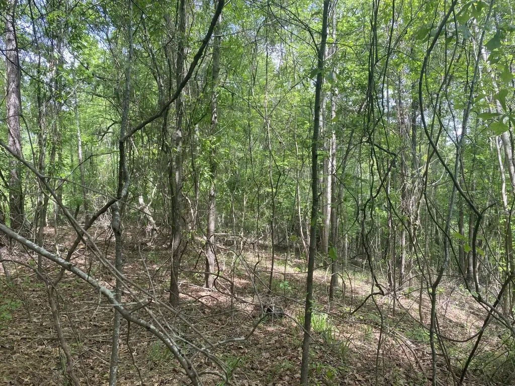 00 W Hickory Grove Road Lapine AL 36046