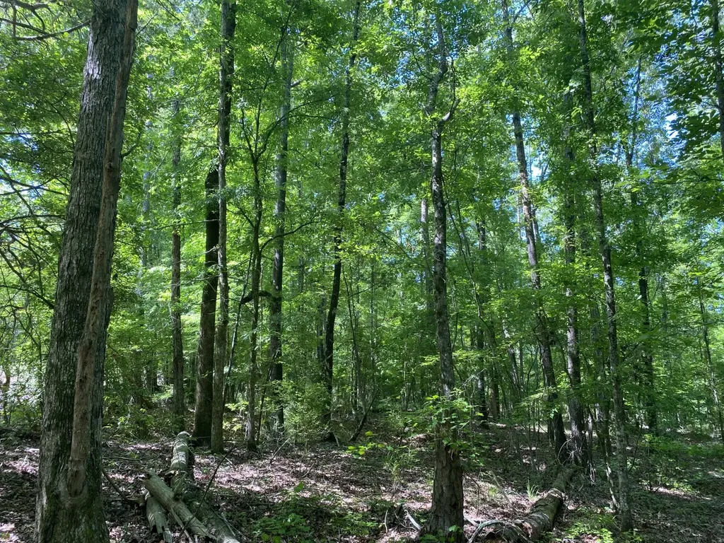 00 Butler Mill Road Lapine AL 36046