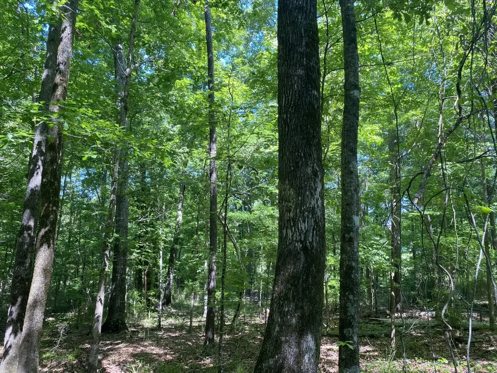 00 Butler Mill Road Lapine AL 36046