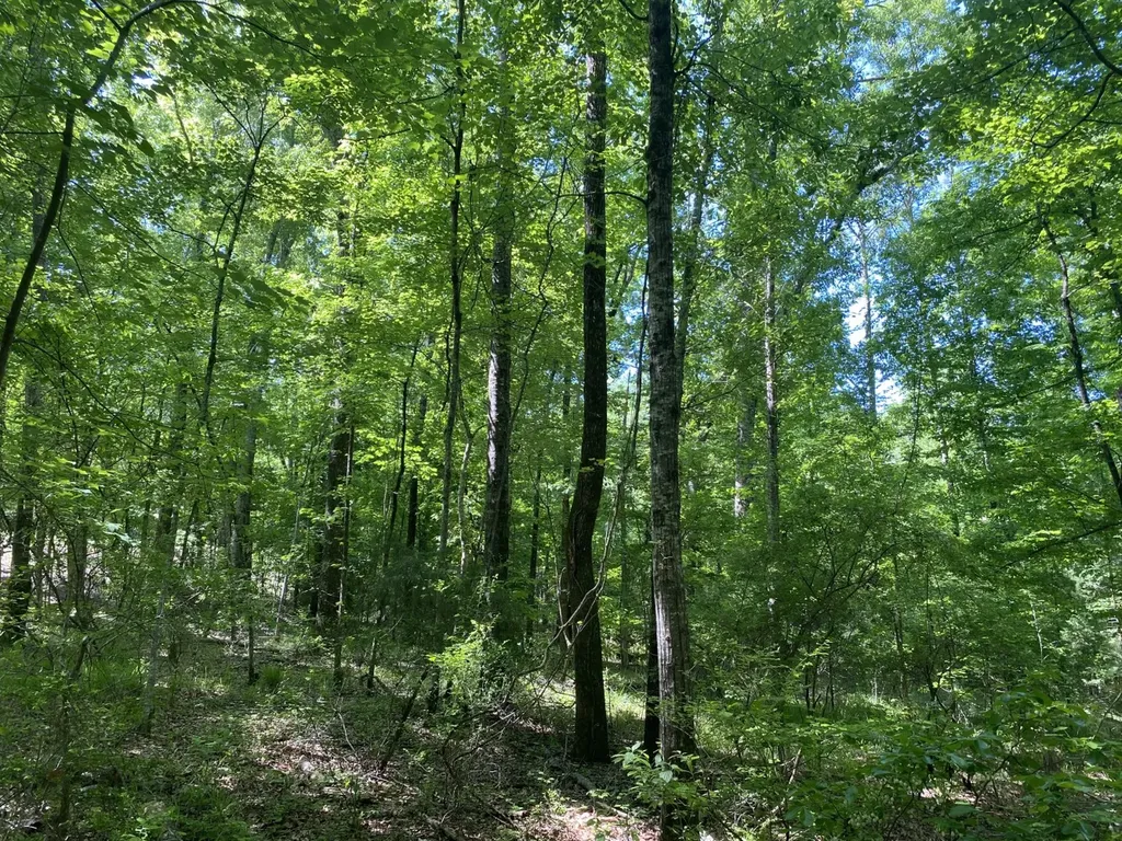 00 Butler Mill Road Lapine AL 36046