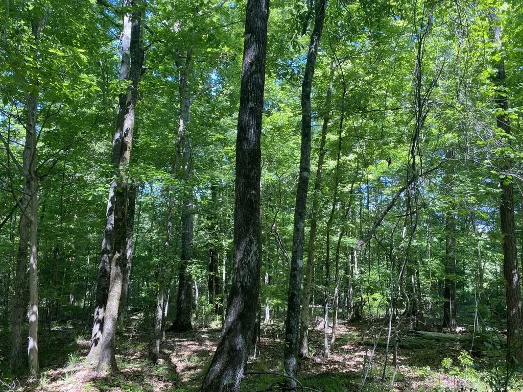 00 Butler Mill Road Lapine AL 36046