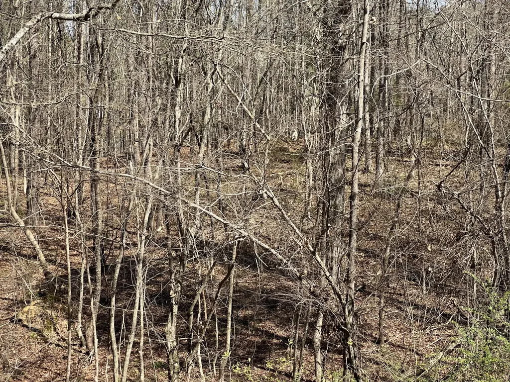 Co Road 599 Leesburg AL 35983