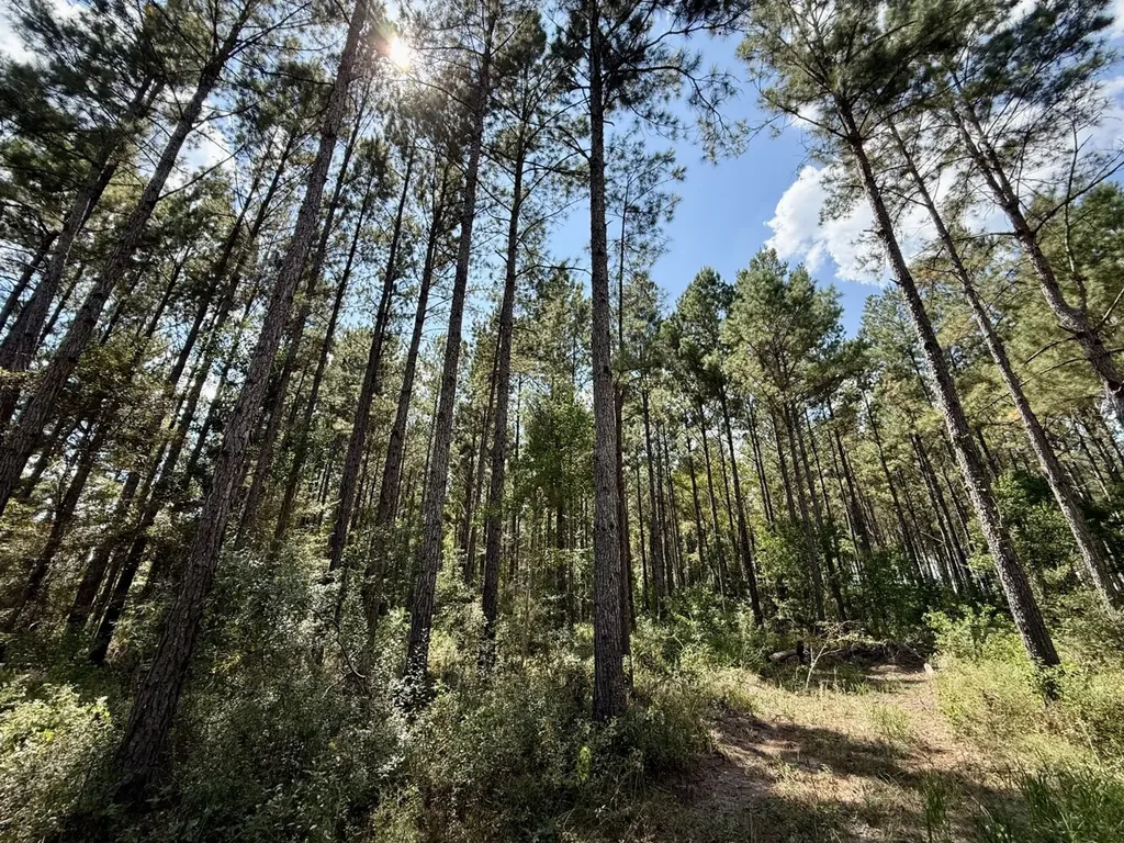 0 County Road 64 Robertsdale AL 36507