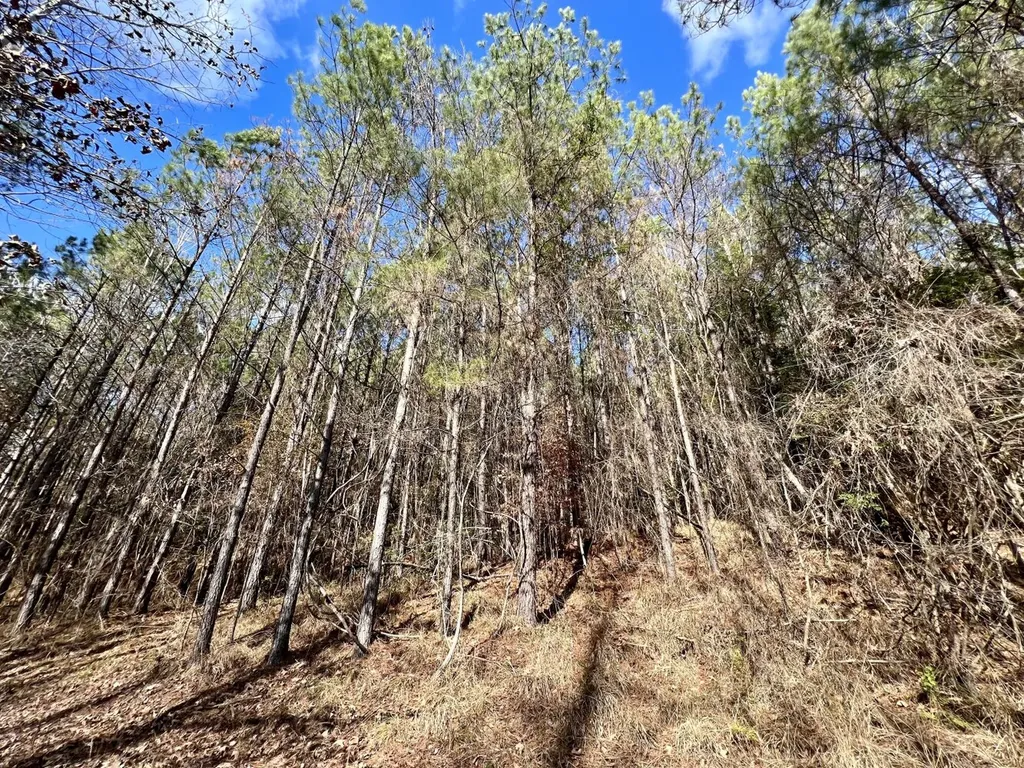 0 Ararat Road Toxey AL 36921