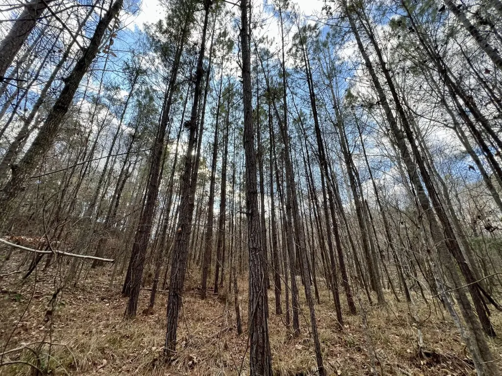 0 Ararat Road Toxey AL 36921