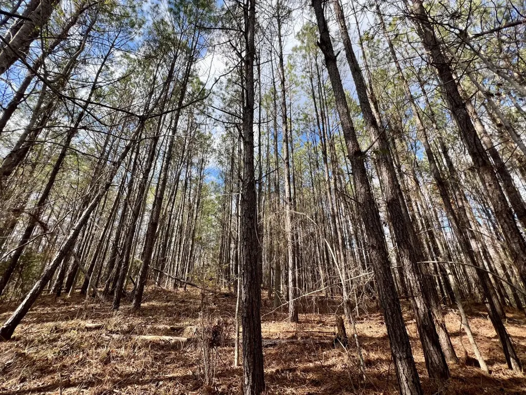 0 Ararat Road Toxey AL 36921