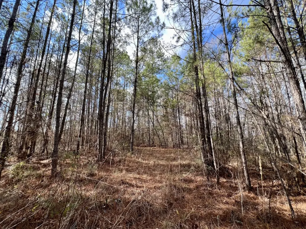 0 Ararat Road Toxey AL 36921