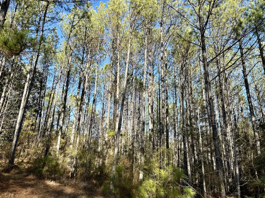 0 Ararat Road Tract B Toxey AL 36921