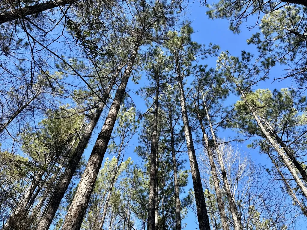 0 Ararat Road Tract B Toxey AL 36921