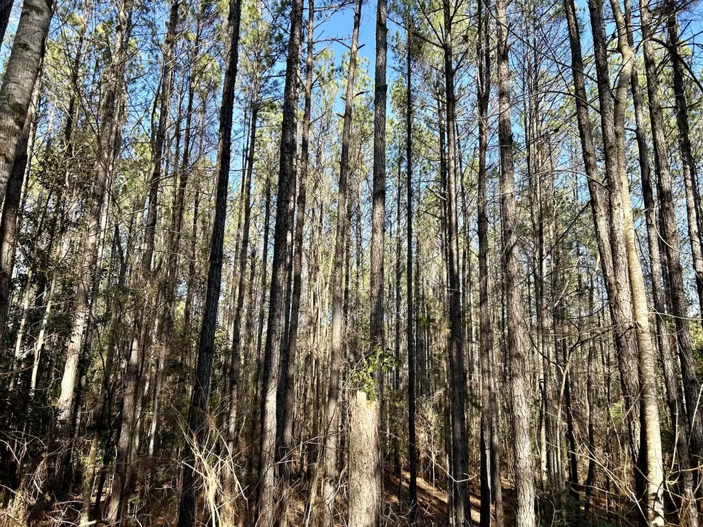 0 Ararat Road Tract B Toxey AL 36921