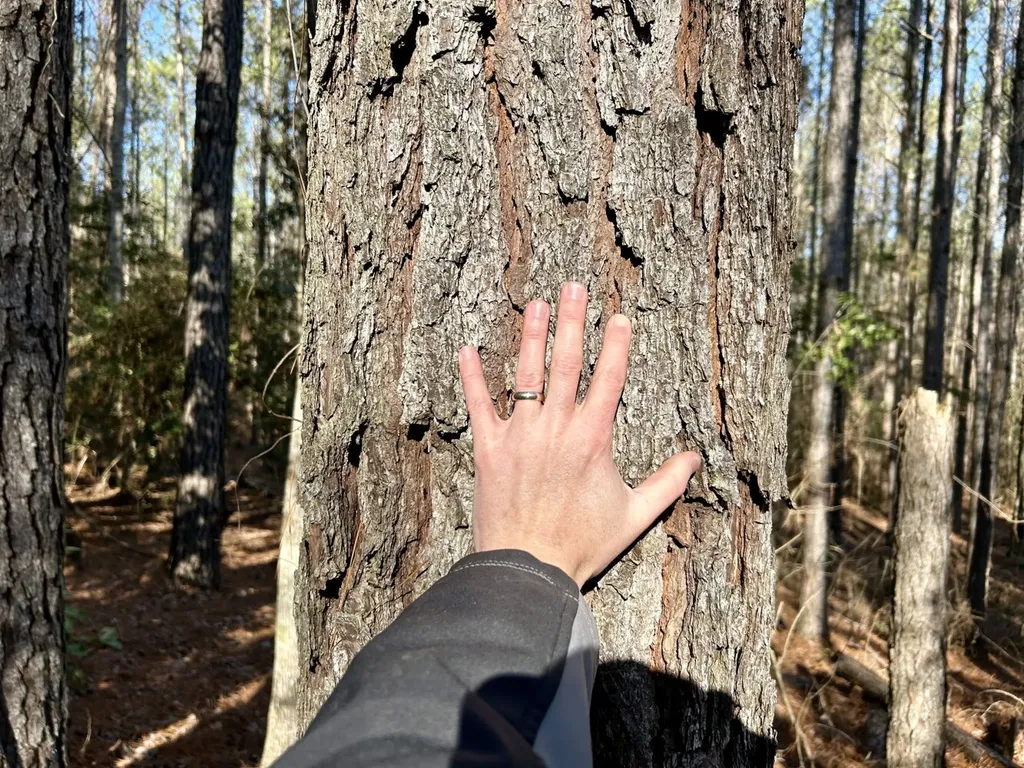 0 Ararat Road Tract B Toxey AL 36921