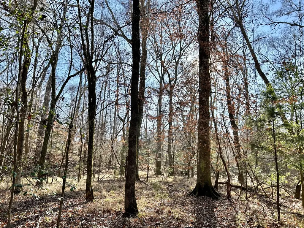 0 Ararat Road Tract B Toxey AL 36921