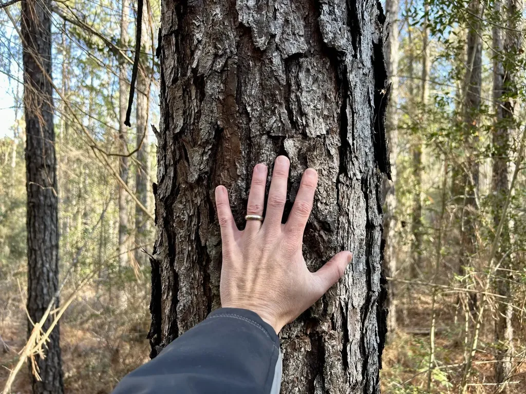 0 Ararat Road Tract B Toxey AL 36921