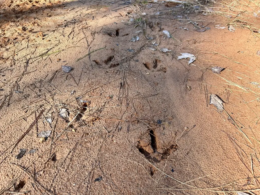 0 Ararat Road Tract B Toxey AL 36921