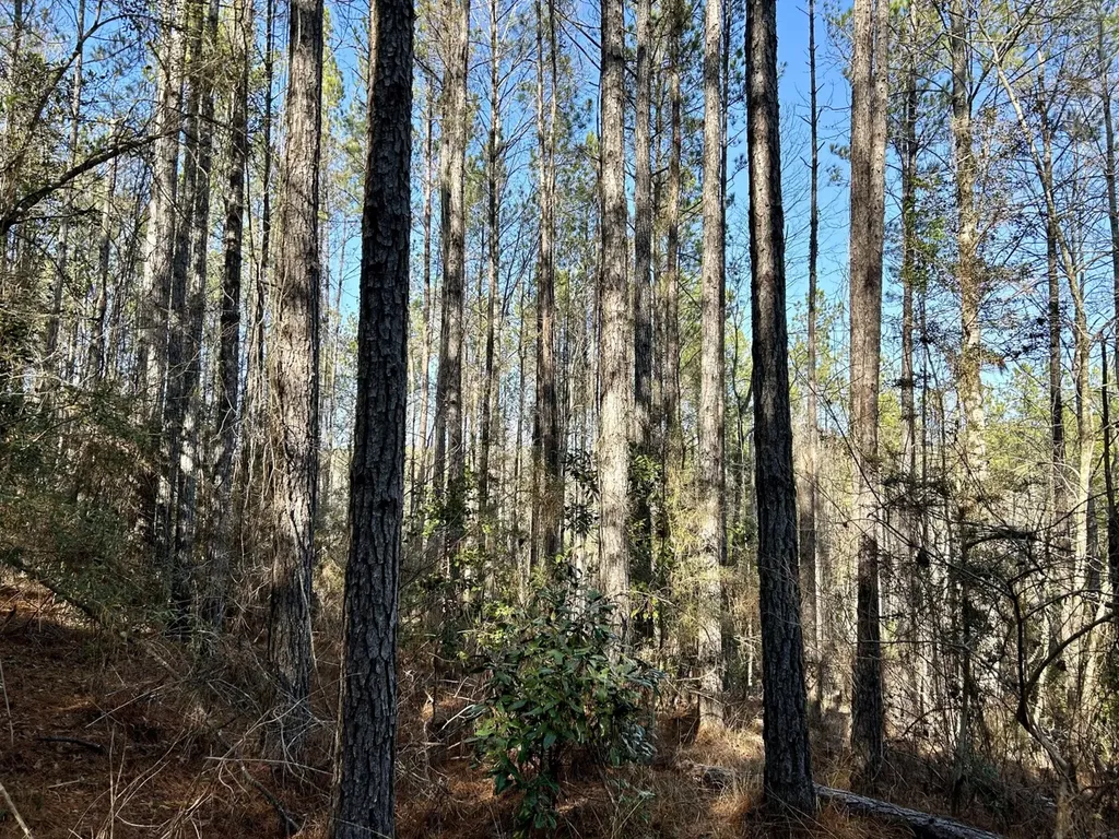 0 Ararat Road Tract B Toxey AL 36921