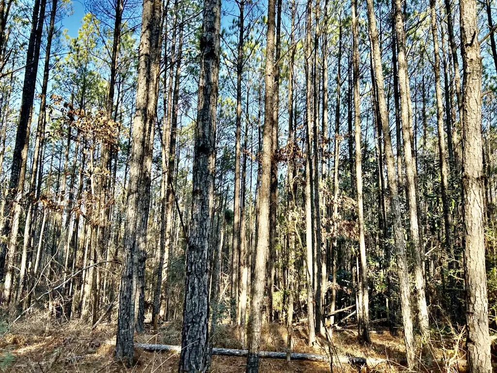 0 Ararat Road Tract C Toxey AL 36921