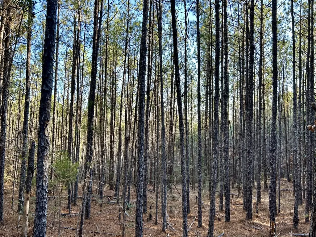 0 Ararat Road Tract C Toxey AL 36921