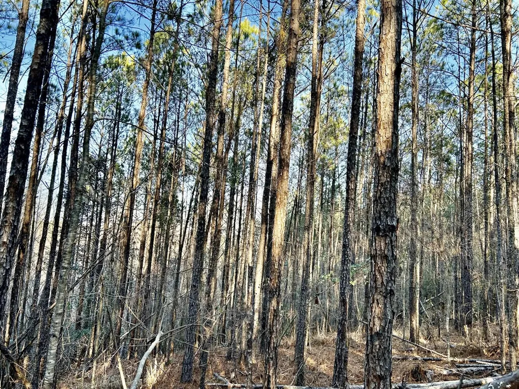 0 Ararat Road Tract C Toxey AL 36921