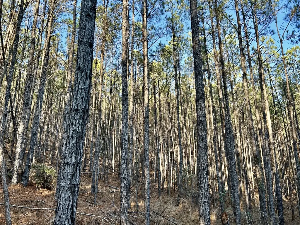 0 Ararat Road Tract C Toxey AL 36921