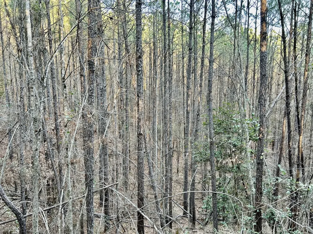 0 Ararat Road Tract C Toxey AL 36921