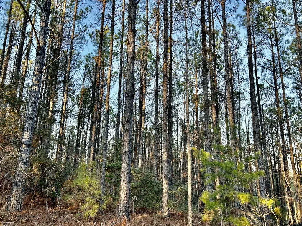 0 Ararat Road Tract C Toxey AL 36921