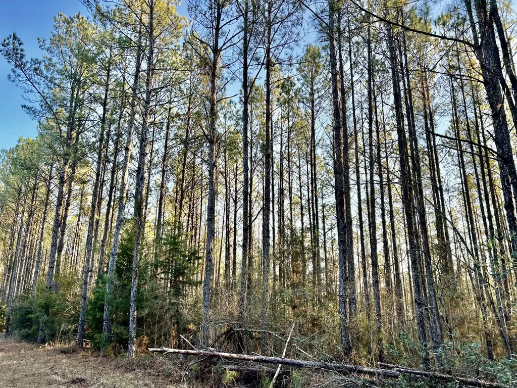 0 Ararat Road Tract C Toxey AL 36921