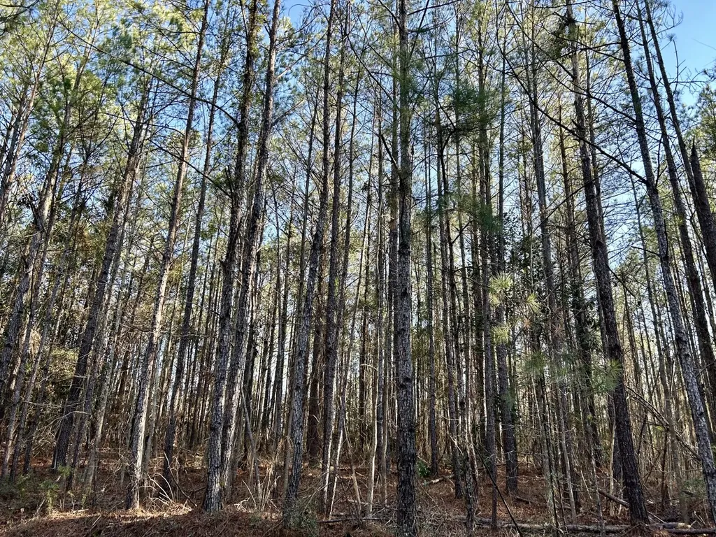 0 Ararat Road Tract C Toxey AL 36921