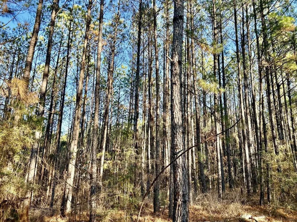 0 Ararat Road Tract C Toxey AL 36921