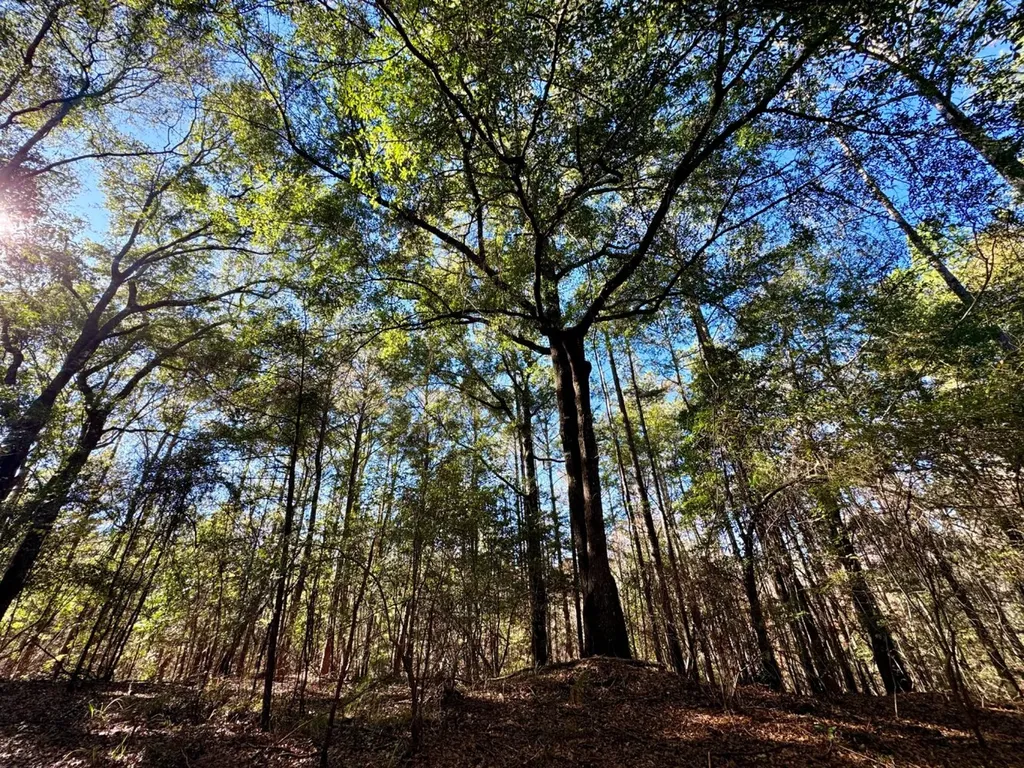 0 County Road 42 Tunnel Springs AL 36471
