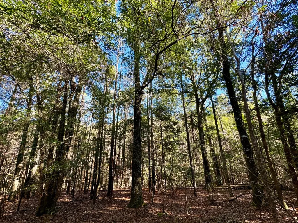0 County Road 42 Tunnel Springs AL 36471