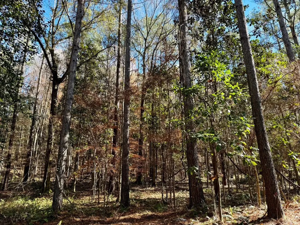 0 County Road 42 Tunnel Springs AL 36471