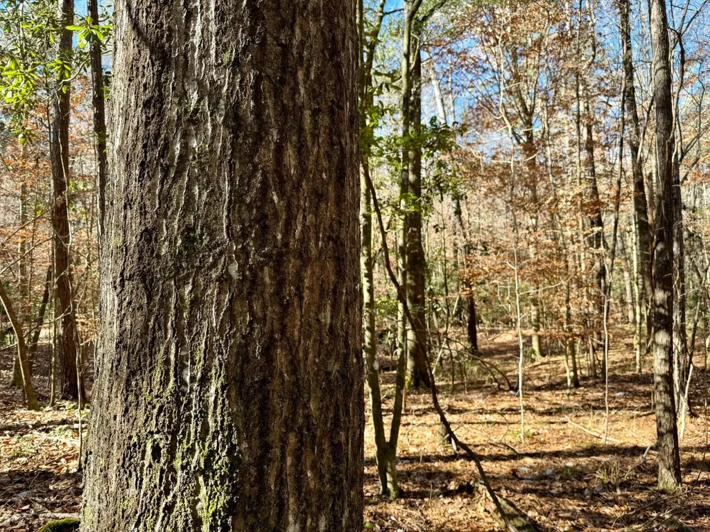 0 County Road 42 Tunnel Springs AL 36471