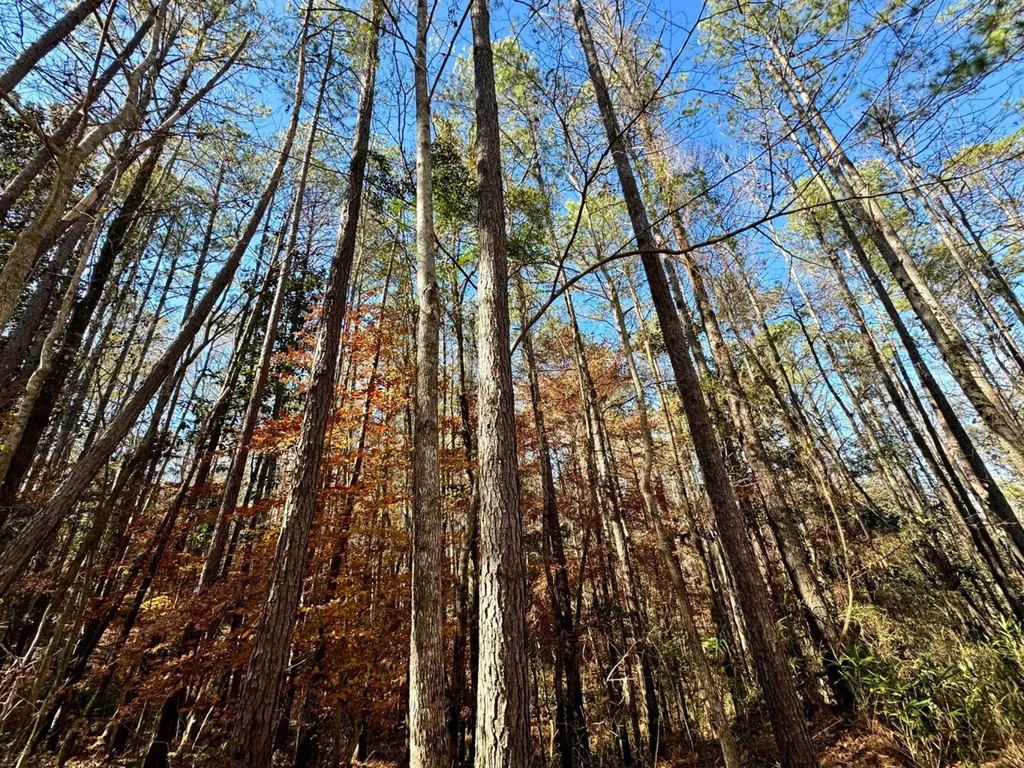 0 County Road 42 Tunnel Springs AL 36471