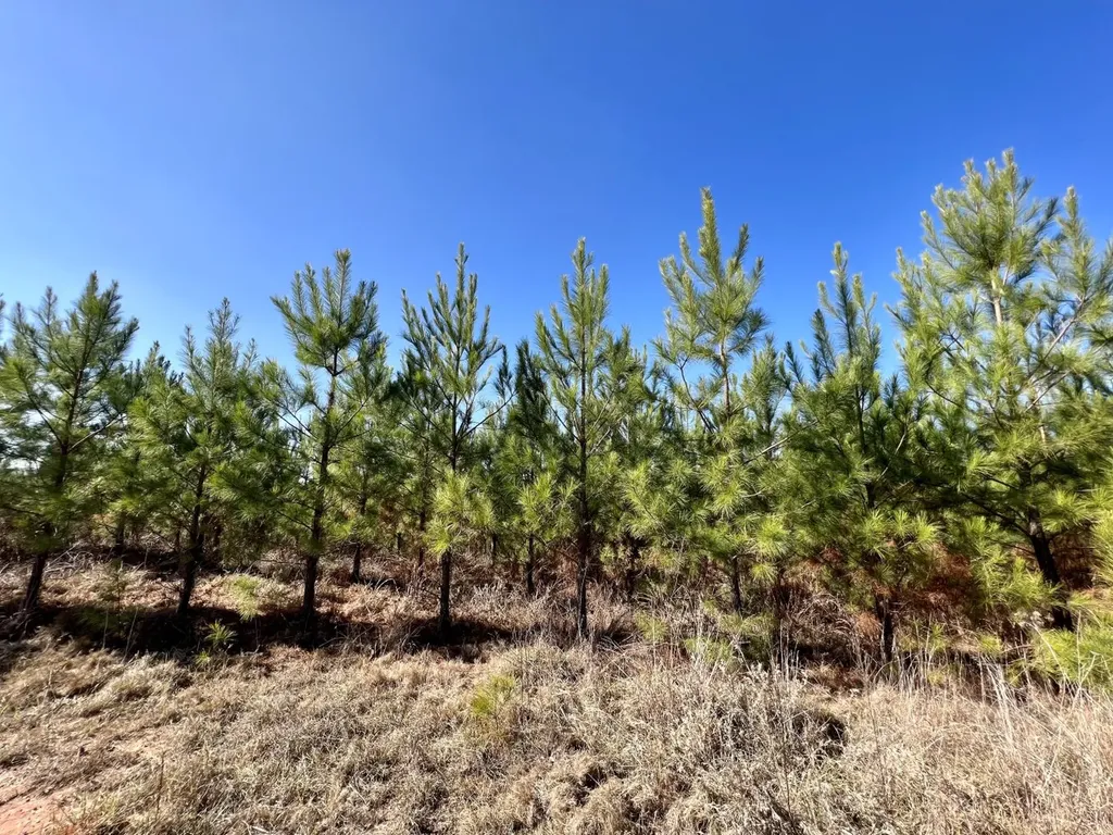 0 County Road 63 Valley Grande AL 36701