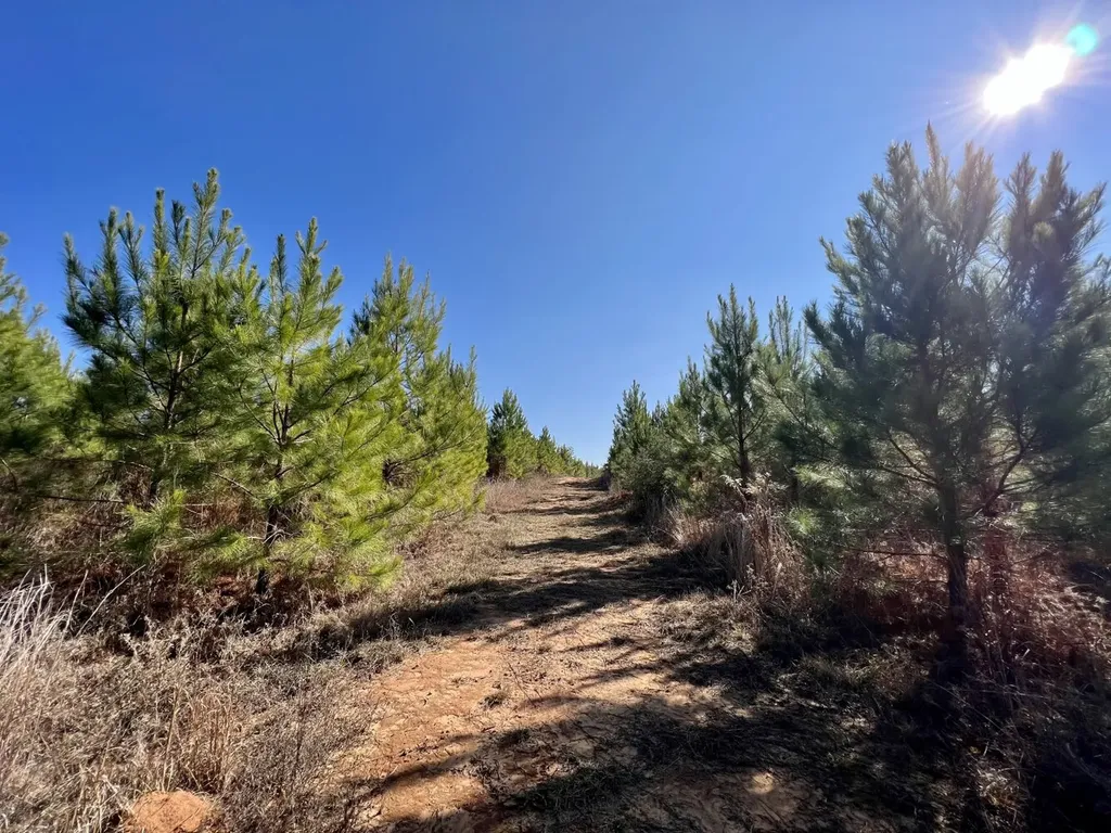 0 County Road 63 Valley Grande AL 36701