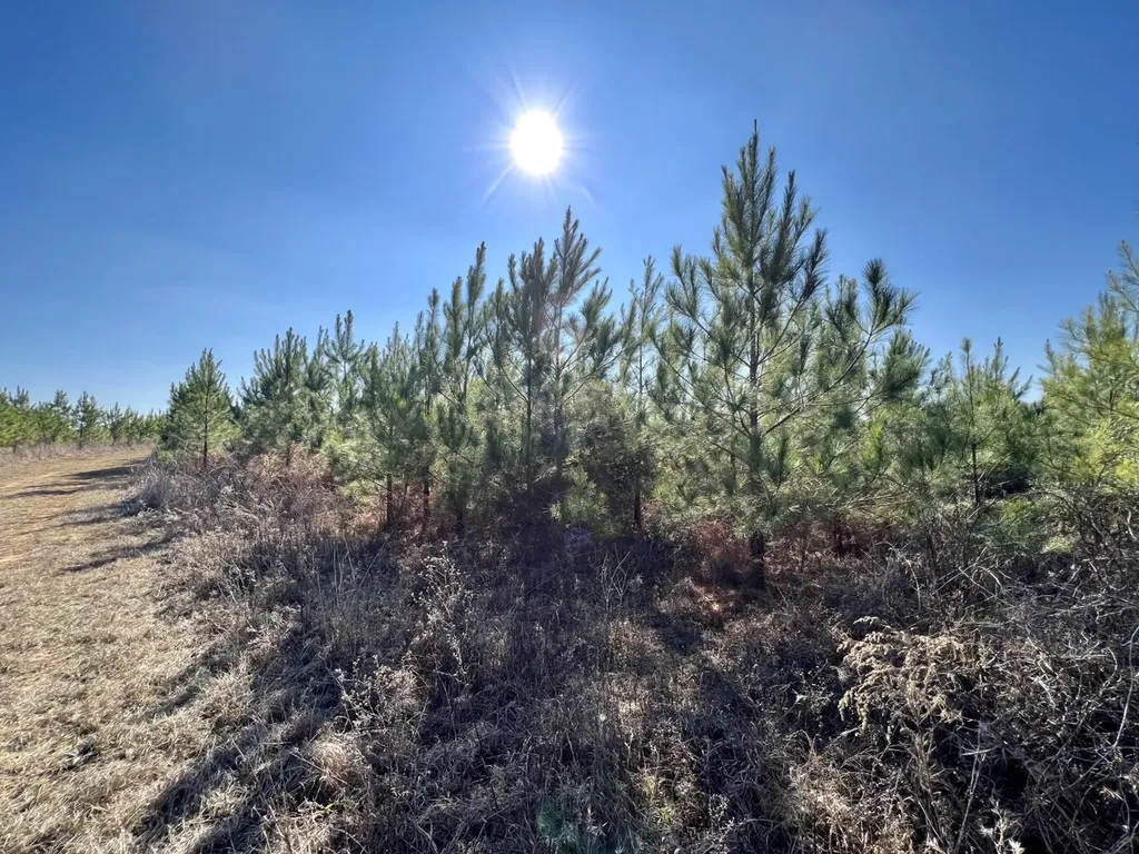 0 County Road 63 Valley Grande AL 36701